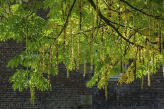 Caucasian wingnut (Pterocarya fraxinifolia), inflorescences, Münsterland, North Rhine-Westphalia,