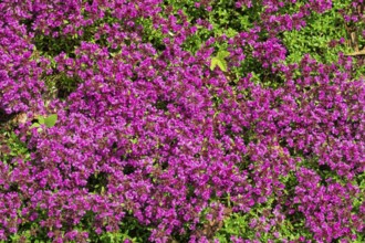 Red sand thyme (Coccineus), Münsterland, North Rhine-Westphalia, Germany