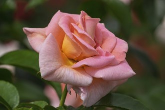 Pink-yellow coloured cultivated rose, Netherlands