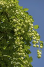Wilder Hopfen, Münsterland, North Rhine-Westphalia, Germany