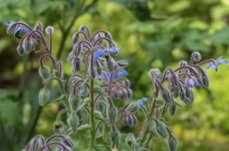 Borage (Borago officinalis), Münsterland, North Rhine-Westphalia, Germany