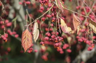 Common spindle bush (Euonymus europaeus), Münsterland, North Rhine-Westphalia, Germany