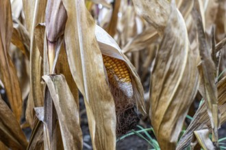 Maize field near Hünxe, dry plants, still being harvested, mostly used for concentrated feed for