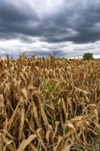 Maize field near Hünxe, dry plants, still being harvested, mostly used for concentrated feed for