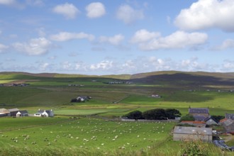 Green fields with scattered houses and grazing sheep under a blue sky, Shetland Islands, Scotland,