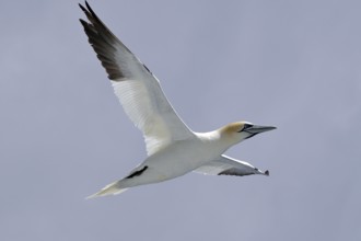 A gannet hovers with outstretched wings in the clear sky, Isle of Noss, Shetland Islands, Scotland,