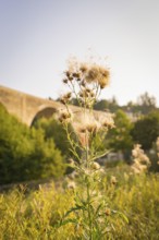 Close-up of wildflowers in front of a bridge in bright sunshine, small town of Perle Nagold, Black