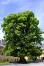 Large lime tree in the inner courtyard, Arkadenhof, Millstatt Abbey, Millstatt, Lake Millstatt,