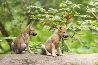 Eurasian wolf (Canis lupus lupus) cubs (youngster) on a little sand hill in the forest, Hesse,