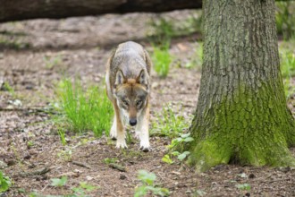 Eurasian wolf (Canis lupus lupus) walking in a forest, Hesse, Germany