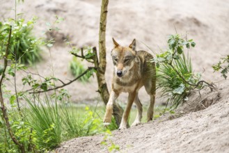 Eurasian wolf (Canis lupus lupus) walking on a little sand hill in the forest, Hesse, Germany