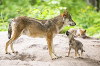 Eurasian wolf (Canis lupus lupus) mother playing with her cub (youngster) on a little sand hill in