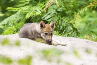Eurasian wolf (Canis lupus lupus) cub (youngster) lying on a little sand hill in the forest, Hesse,