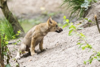 Eurasian wolf (Canis lupus lupus) cub (youngster) sitting on a little sand hill in the forest,