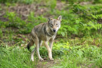 Eurasian wolves (Canis lupus lupus), walking in the forest, Hesse, Germany