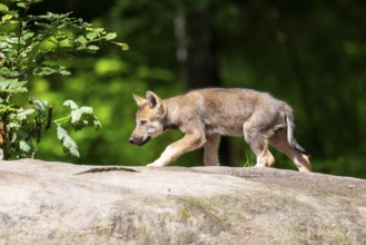 Eurasian wolf (Canis lupus lupus) cub (youngster) walking on a little sand hill in the forest,