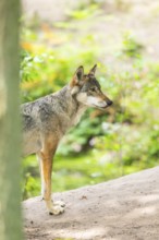 Eurasian wolf (Canis lupus lupus) standing on a little sand hill in the forest, Hesse, Germany