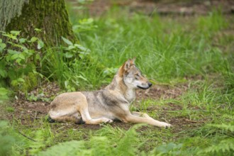 Eurasian wolf (Canis lupus lupus) lying in a forest, Hesse, Germany