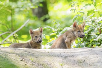 Eurasian wolf (Canis lupus lupus) cubs (youngster) on a little sand hill in the forest, Hesse,