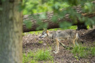 Eurasian wolf (Canis lupus lupus) standing in a forest, Hesse, Germany