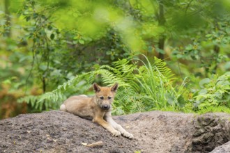 Eurasian wolf (Canis lupus lupus) cub (youngster) lying on a little sand hill in the forest, Hesse,