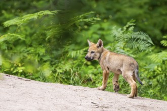 Eurasian wolf (Canis lupus lupus) cub (youngster) walking on a little sand hill in the forest,