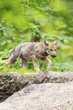 Eurasian wolf (Canis lupus lupus) cubs (youngster) on a little sand hill in the forest, Hesse,