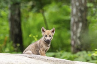 Eurasian wolf (Canis lupus lupus) cub (youngster) sitting on a little sand hill in the forest,