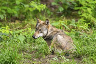 Eurasian wolf (Canis lupus lupus) lying in a forest, Hesse, Germany