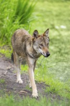 Eurasian wolf (Canis lupus lupus) walking in a forest, Hesse, Germany
