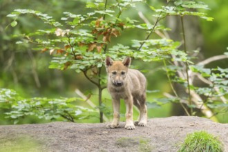 Eurasian wolf (Canis lupus lupus) cub (youngster) standing on a little sand hill in the forest,