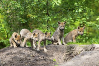 Eurasian wolf (Canis lupus lupus) cubs (youngster) on a little sand hill in the forest, Hesse,