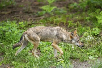 Eurasian wolf (Canis lupus lupus) walking in a forest, Hesse, Germany