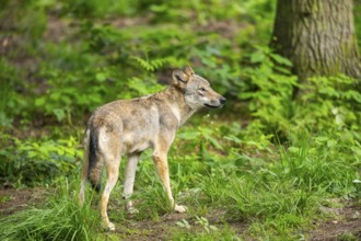 Eurasian wolf (Canis lupus lupus) standing in a forest, Hesse, Germany