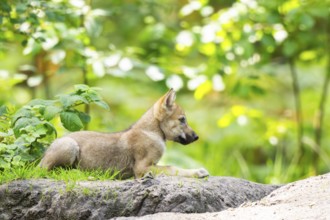 Eurasian wolf (Canis lupus lupus) cub (youngster) lying on a little sand hill in the forest, Hesse,
