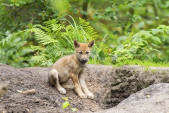 Eurasian wolf (Canis lupus lupus) cub (youngster) sitting on a little sand hill in the forest,
