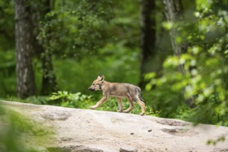 Eurasian wolf (Canis lupus lupus) cub (youngster) walking on a little sand hill in the forest,