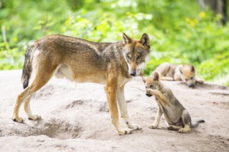 Eurasian wolf (Canis lupus lupus) mother playing with her cub (youngster) on a little sand hill in