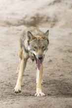 Eurasian wolf (Canis lupus lupus) standing on a little sand hill in the forest, Hesse, Germany