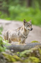 Eurasian wolf (Canis lupus lupus) standing in a forest, Hesse, Germany