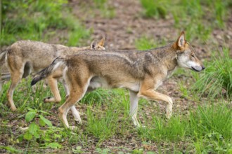 Eurasian wolves (Canis lupus lupus), walking in the forest, Hesse, Germany