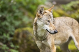 Eurasian wolf (Canis lupus lupus) in the forest, portrait, Hesse, Germany
