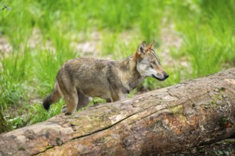 Eurasian wolves (Canis lupus lupus), walking in the forest, Hesse, Germany