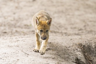 Eurasian wolf (Canis lupus lupus) cub (youngster) walking on a little sand hill in the forest,