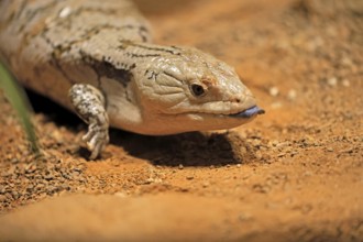 Blue-tongued skink (Tiliqua scincoides), adult, on ground, threatening, portrait, Australia,
