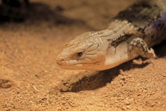 Blue-tongued skink (Tiliqua scincoides), adult, on the ground, foraging, alert, portrait,