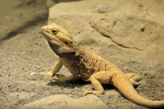 Bearded dragon (Pogona), adult, foraging, on the ground, Australia