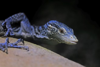 Blue-spotted tree monitor (Varanus macraei), MacRae's monitor, adult, portrait, alert, Southeast