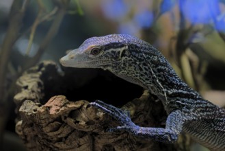 Blue-spotted tree monitor (Varanus macraei), MacRae's monitor, adult, portrait, resting, Southeast