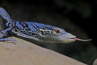 Blue-spotted tree monitor (Varanus macraei), MacRae's monitor, adult, portrait, feeding, Southeast